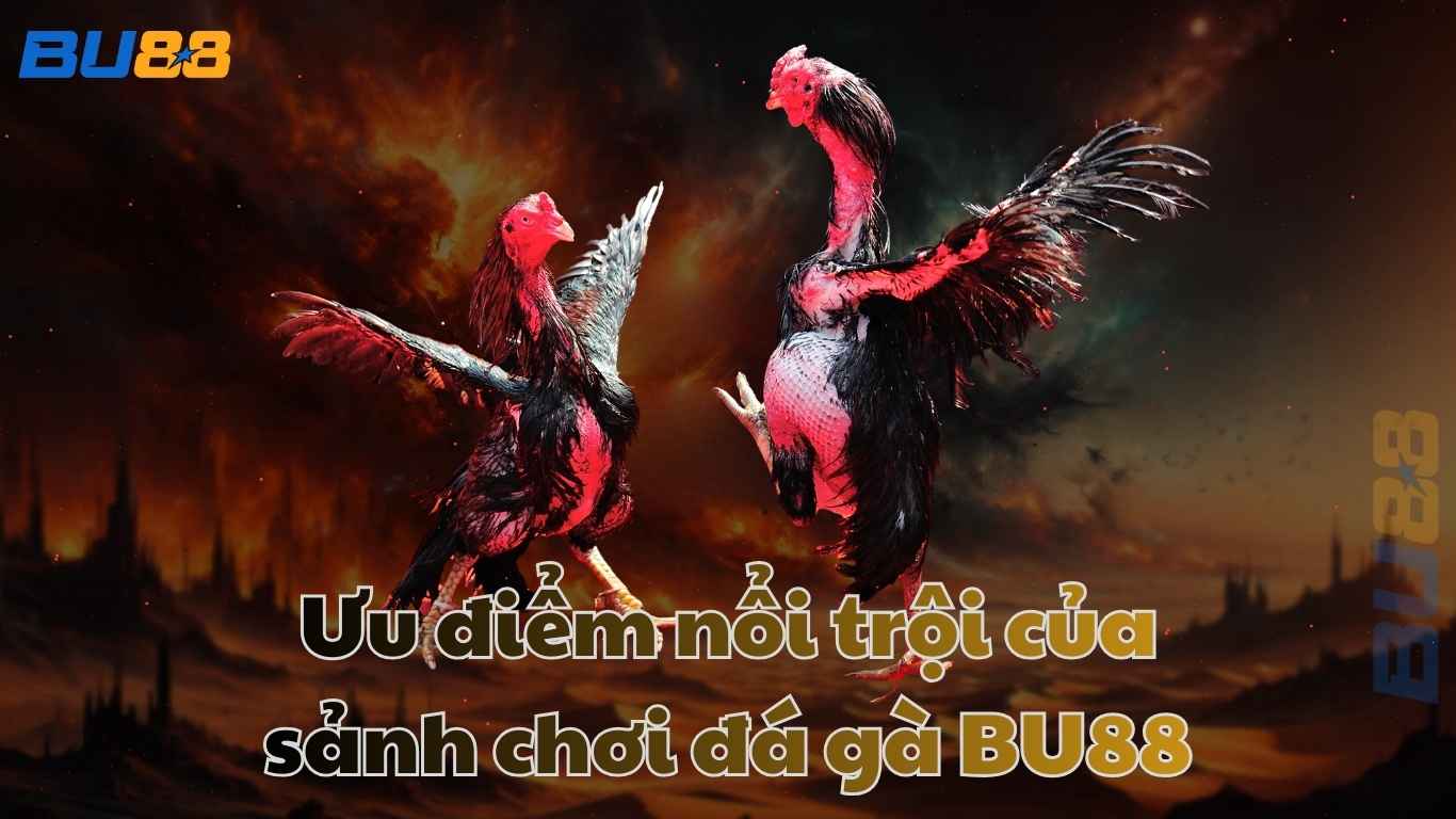 Ưu điểm nổi trội của sảnh chơi đá gà BU88